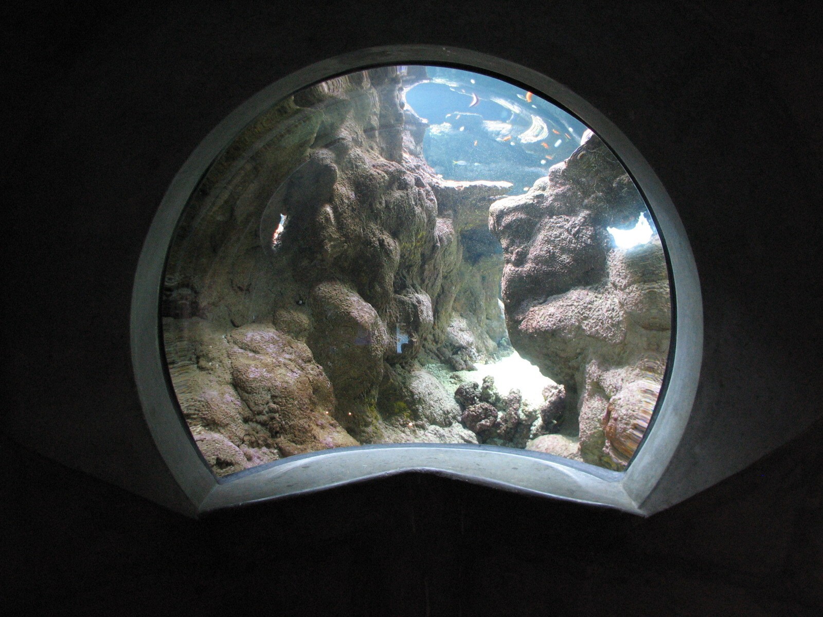 Coral Reef - Philippine Coral Reef Main Tank - Garden Eel Viewing Area