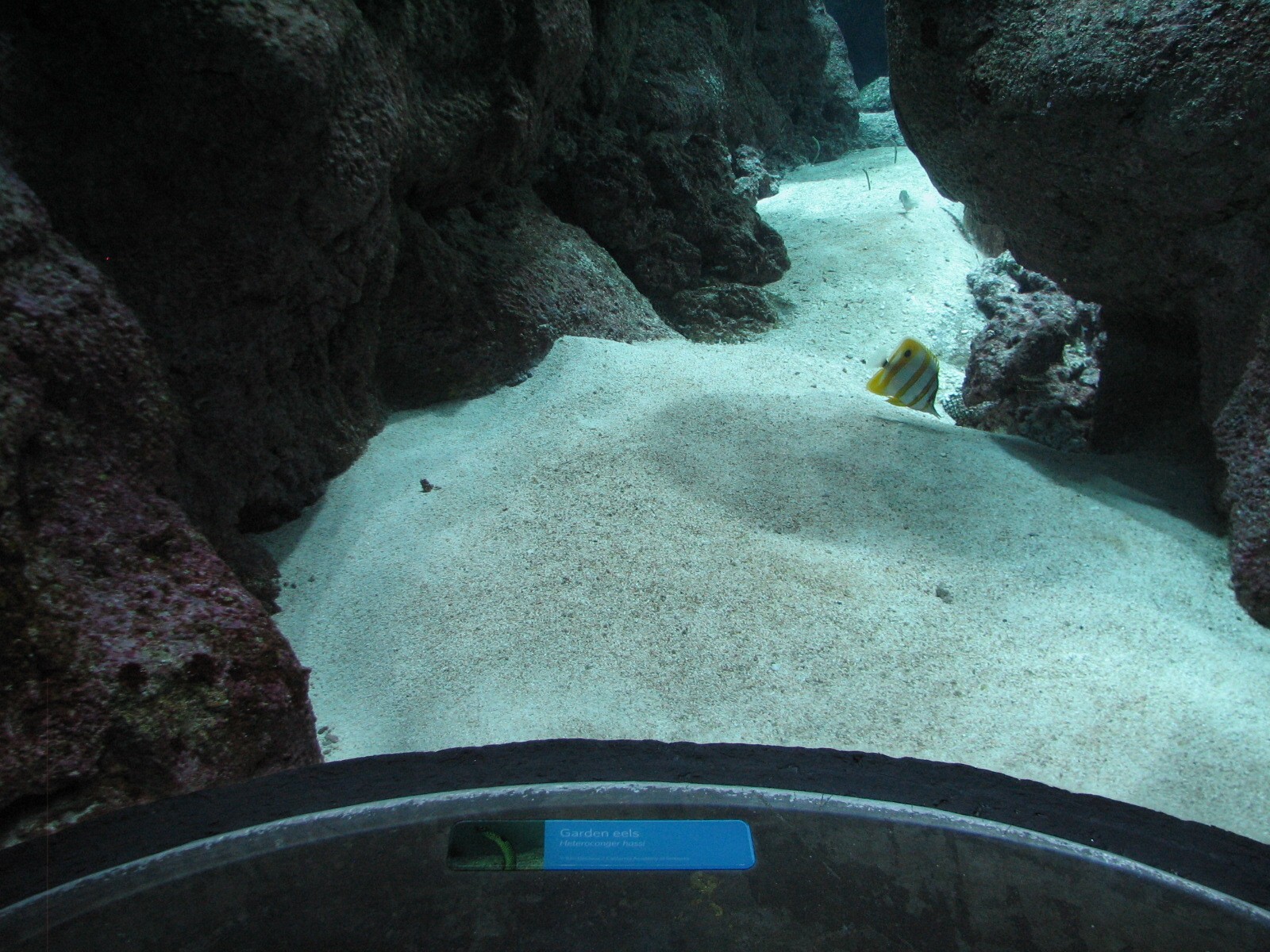 Coral Reef - Philippine Coral Reef Main Tank - Garden Eel Viewing Area