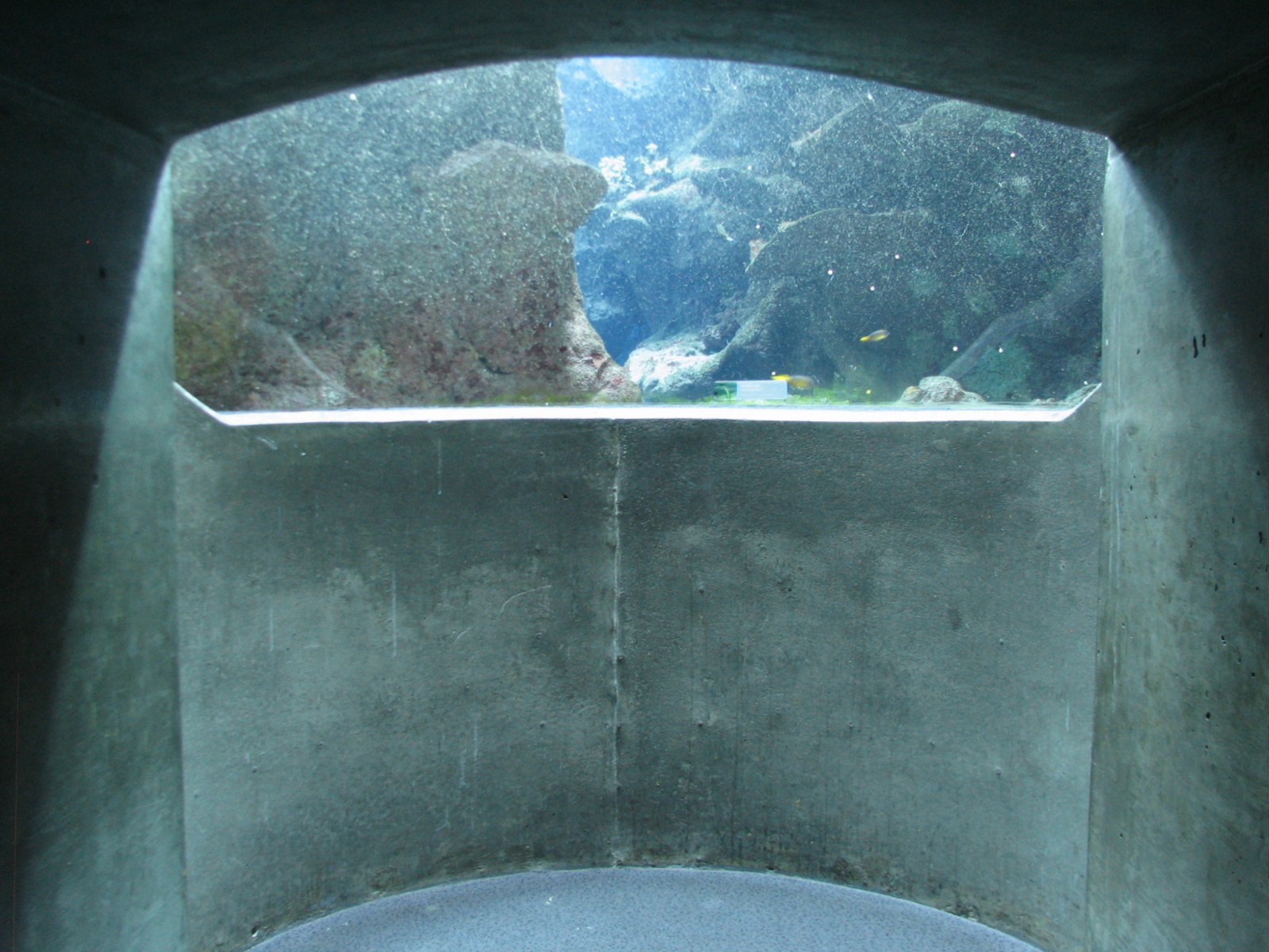 Coral Reef - Philippine Coral Reef Main Tank - Garden Eel Viewing Area