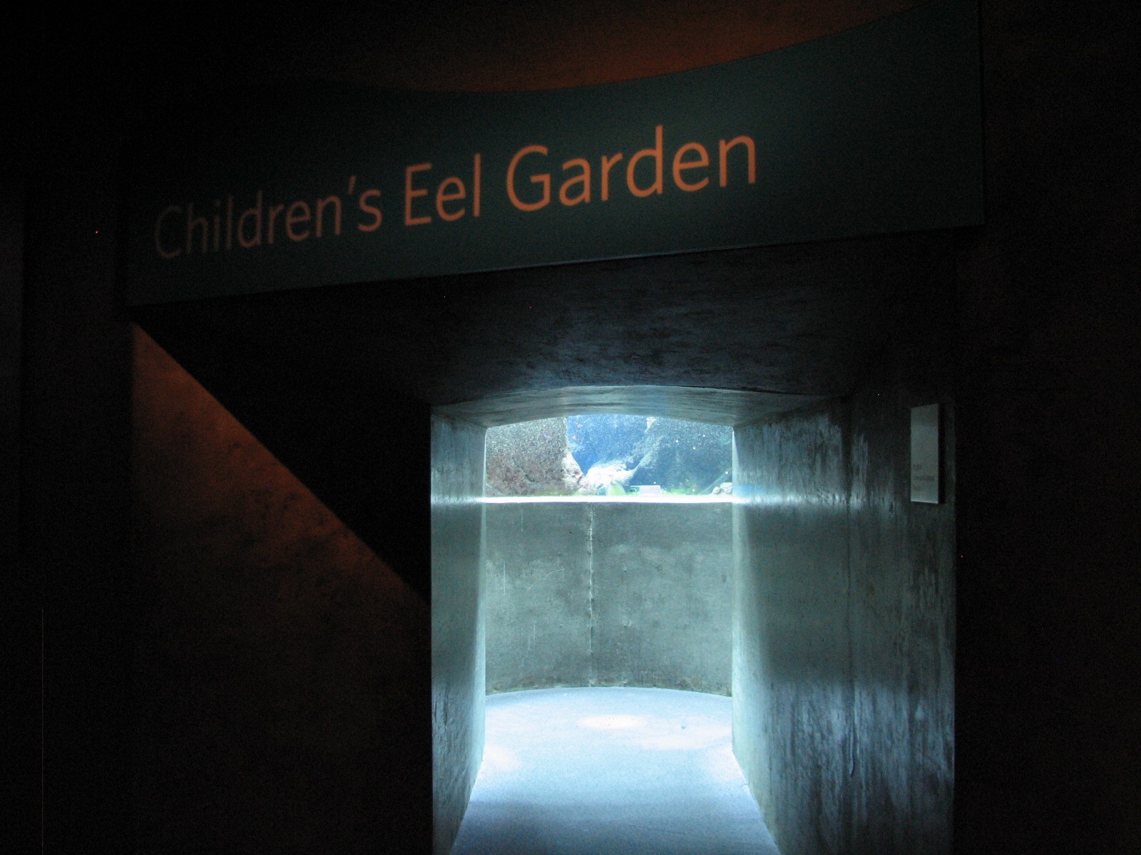 Coral Reef - Philippine Coral Reef Main Tank - Garden Eel Viewing Area