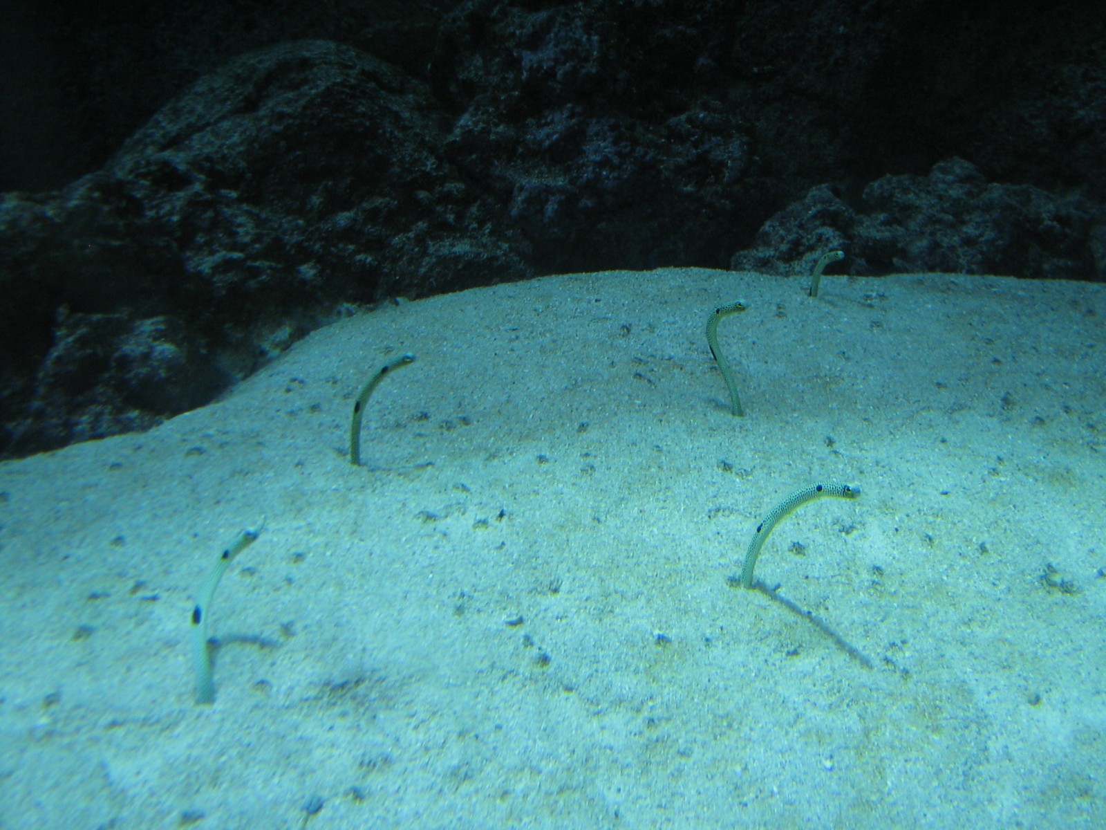 Coral Reef - Philippine Coral Reef Main Tank - Garden Eels