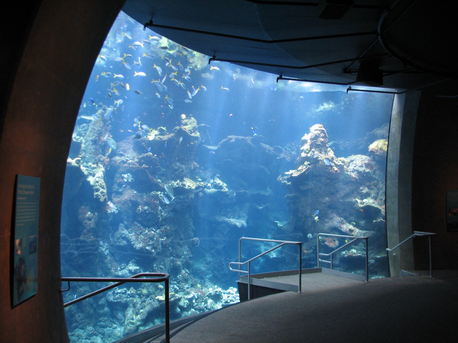 Coral Reef - Philippine Coral Reef Main Tank Viewing Area