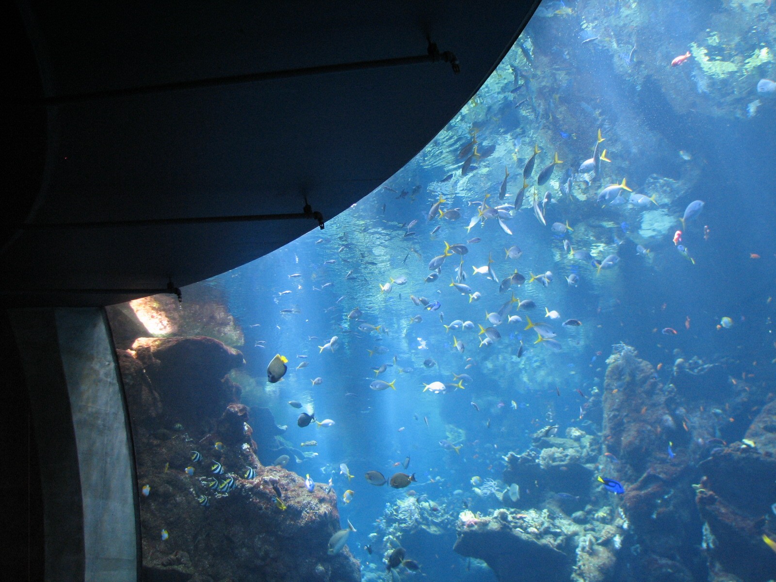 Coral Reef - Philippine Coral Reef Main Tank