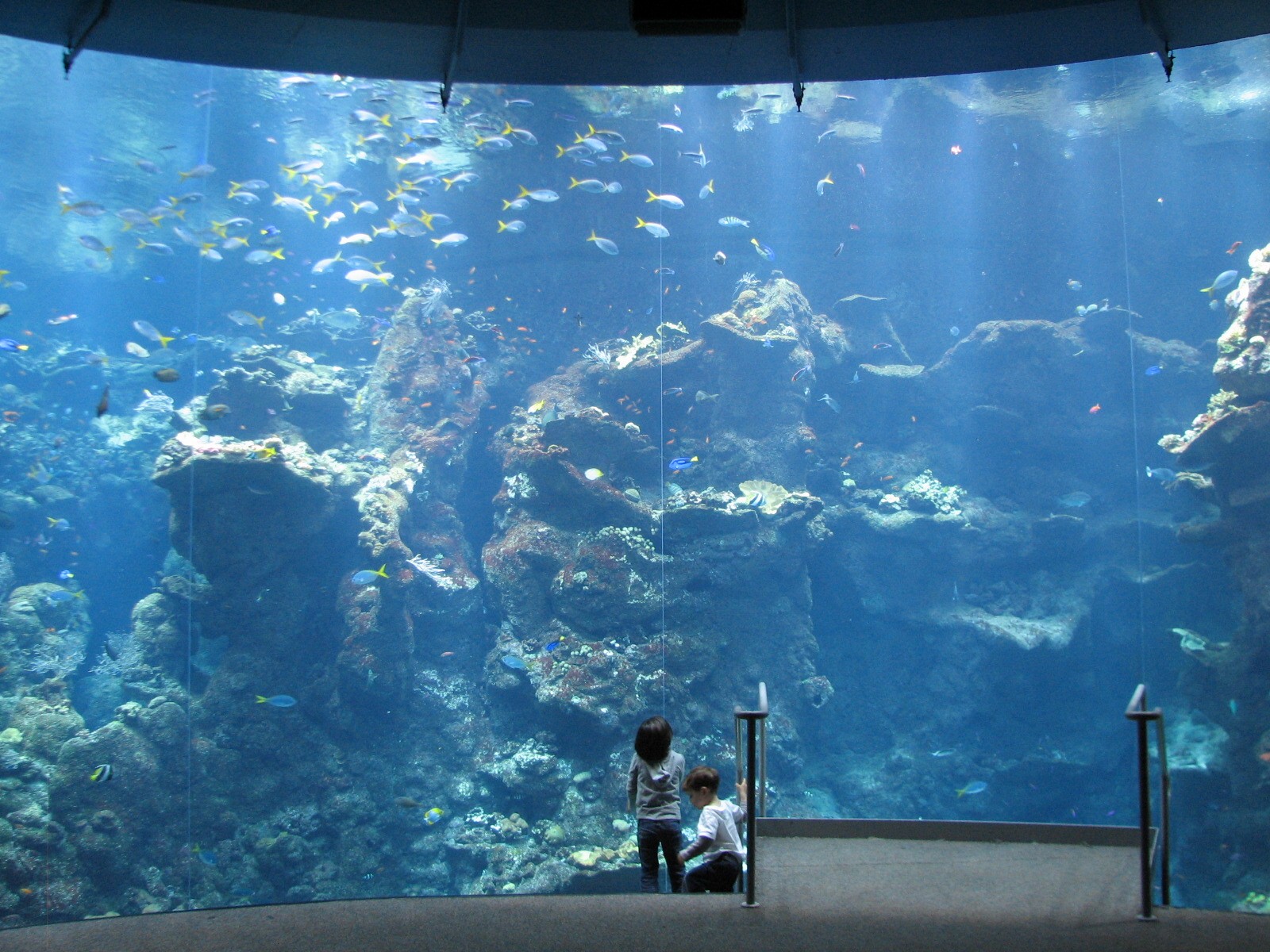 Coral Reef - Philippine Coral Reef Main Tank