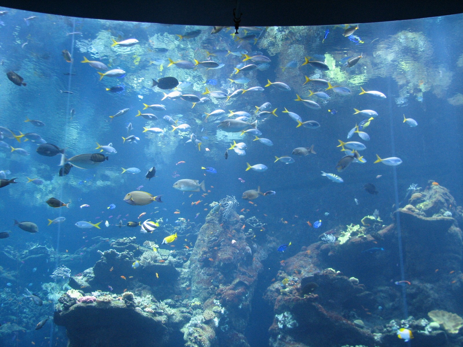 Coral Reef - Philippine Coral Reef Main Tank