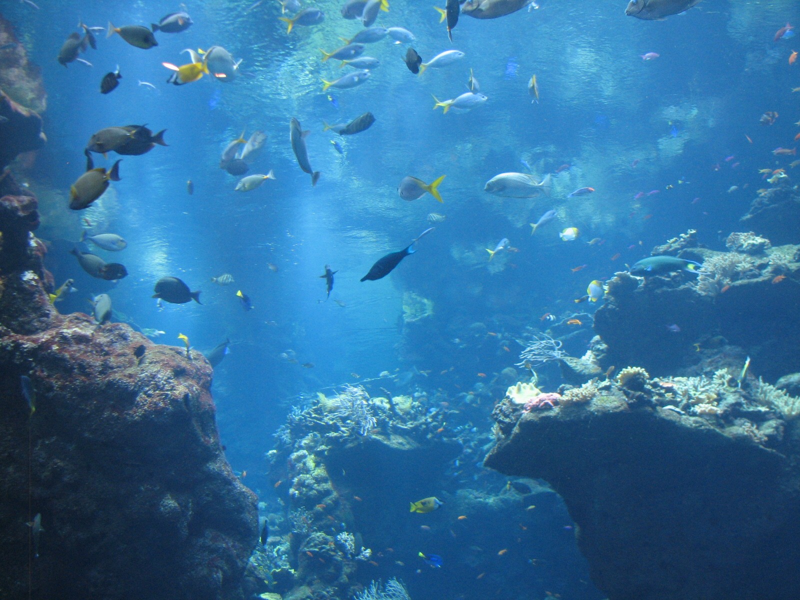 Coral Reef - Philippine Coral Reef Main Tank