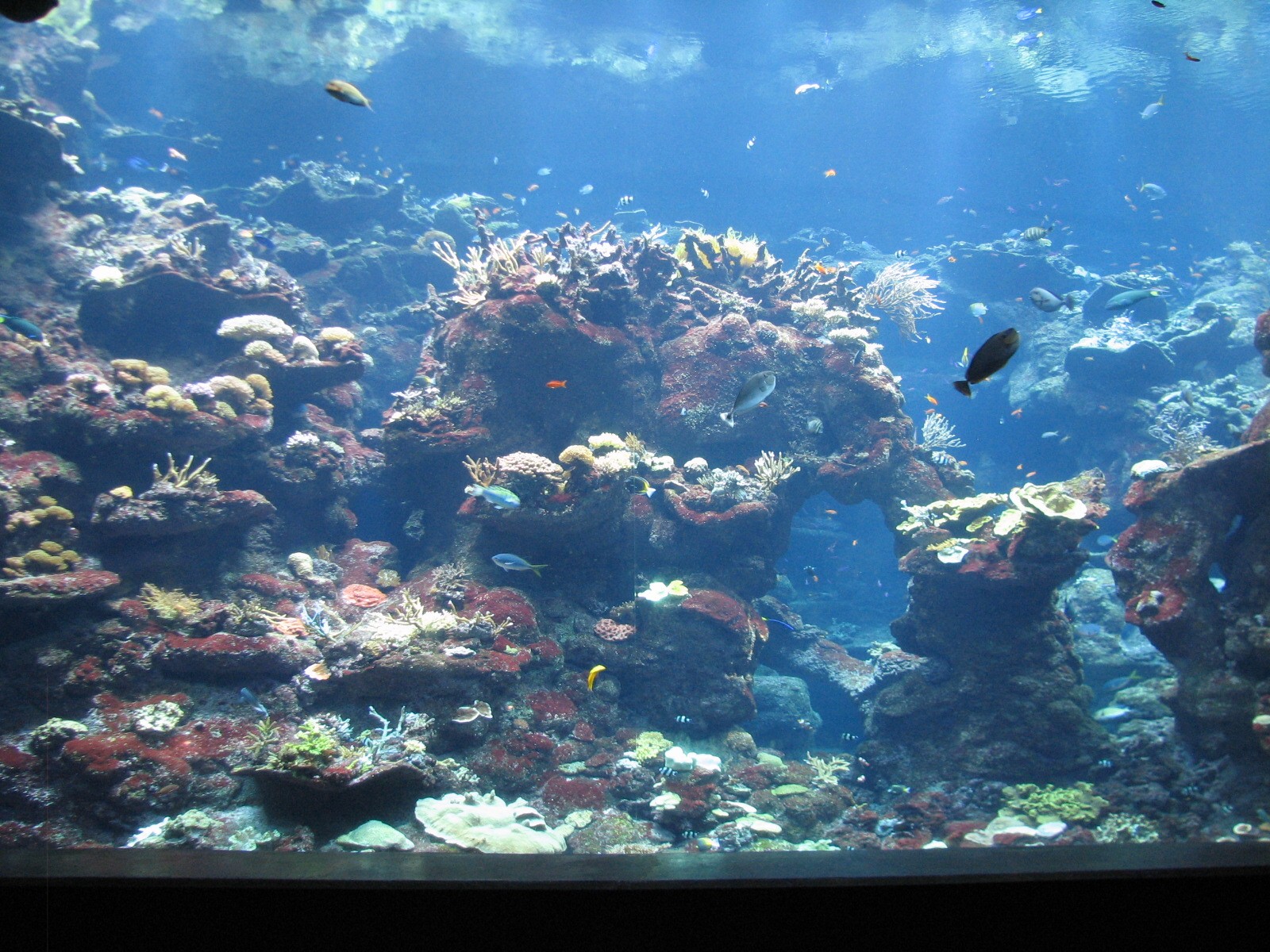 Coral Reef - Philippine Coral Reef Main Tank