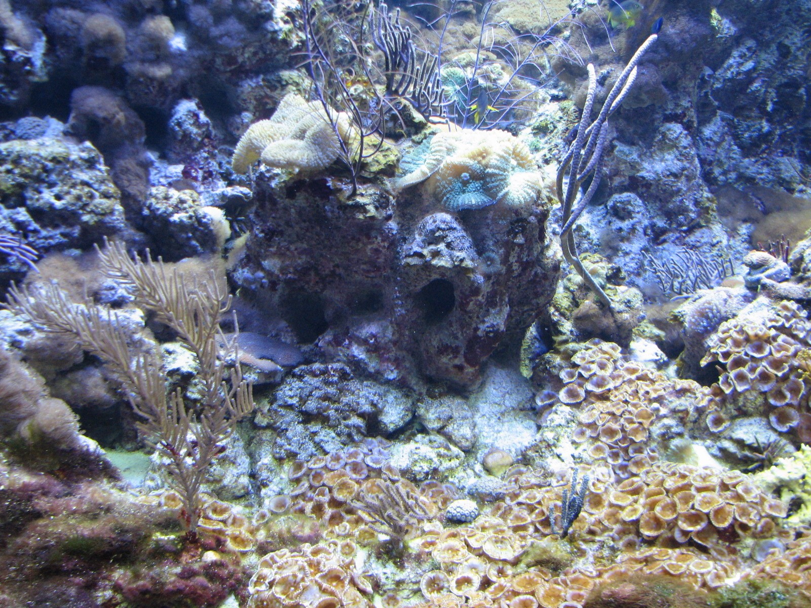 Coral Reef - Philippine Coral Reef Main Tank