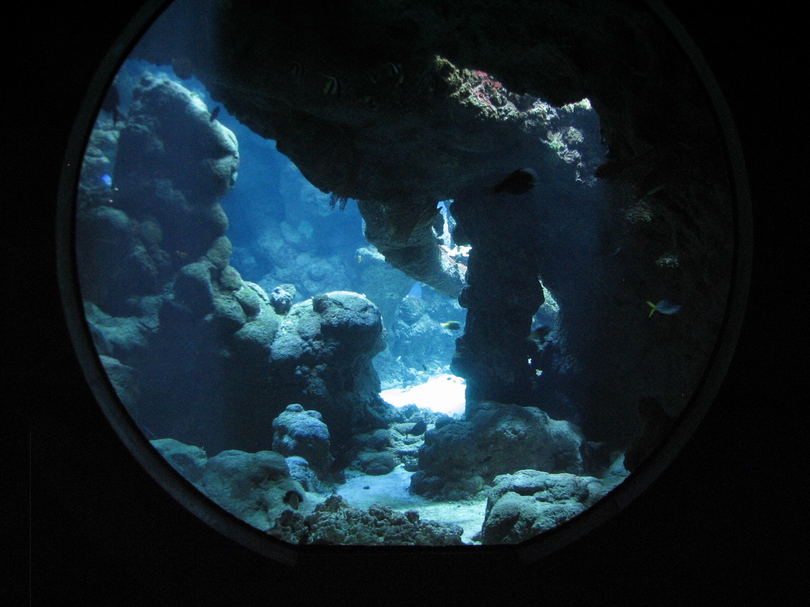 Coral Reef - Philippine Coral Reef Main Tank