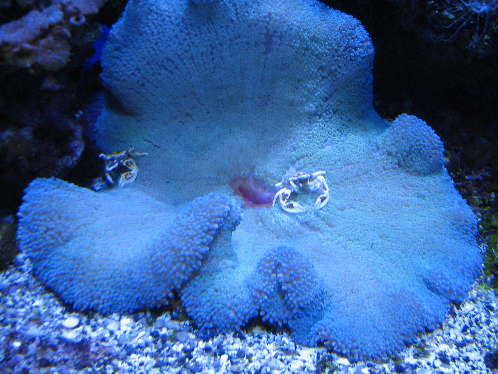 Coral Reef - Reef Partnerships Exhibits - Carpet Anemone and Anemone Crab E