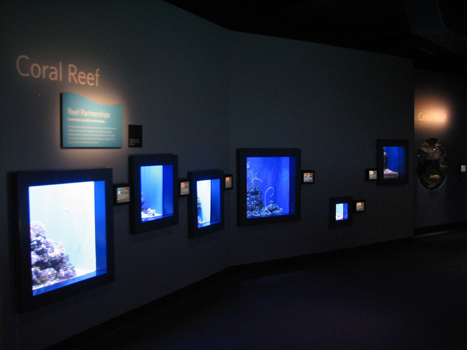 Coral Reef - Reef Partnerships Exhibits