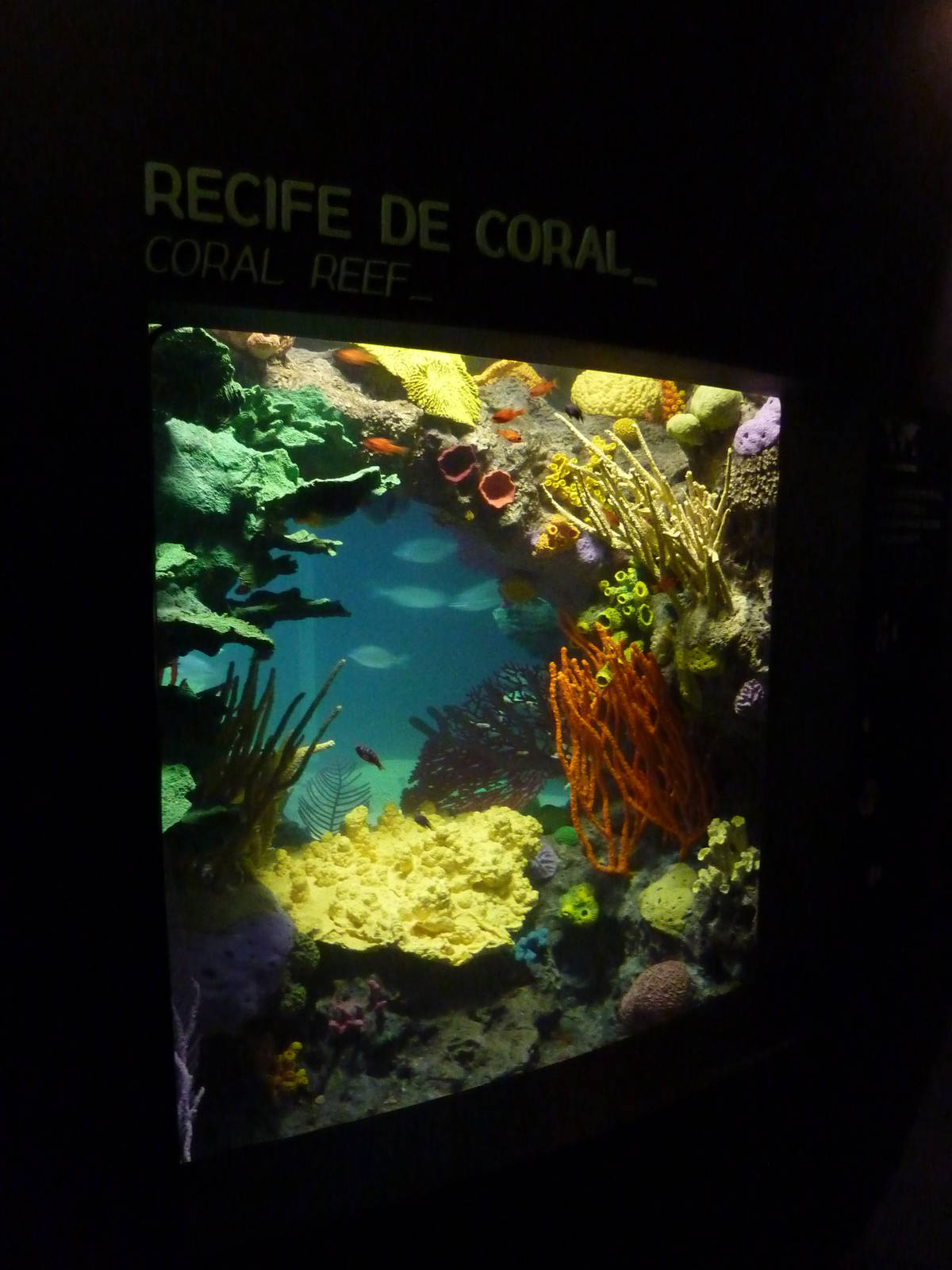 Coral reef - Sea turtle exhibition