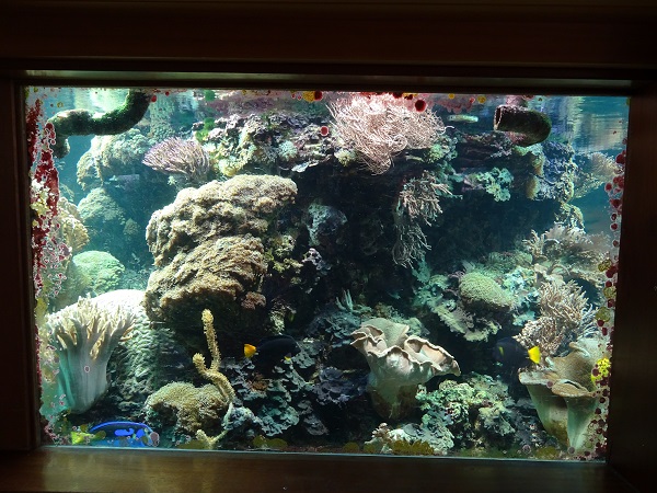 Coral reef tank (07/22)