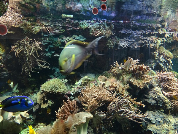 Coral reef tank (07/22)