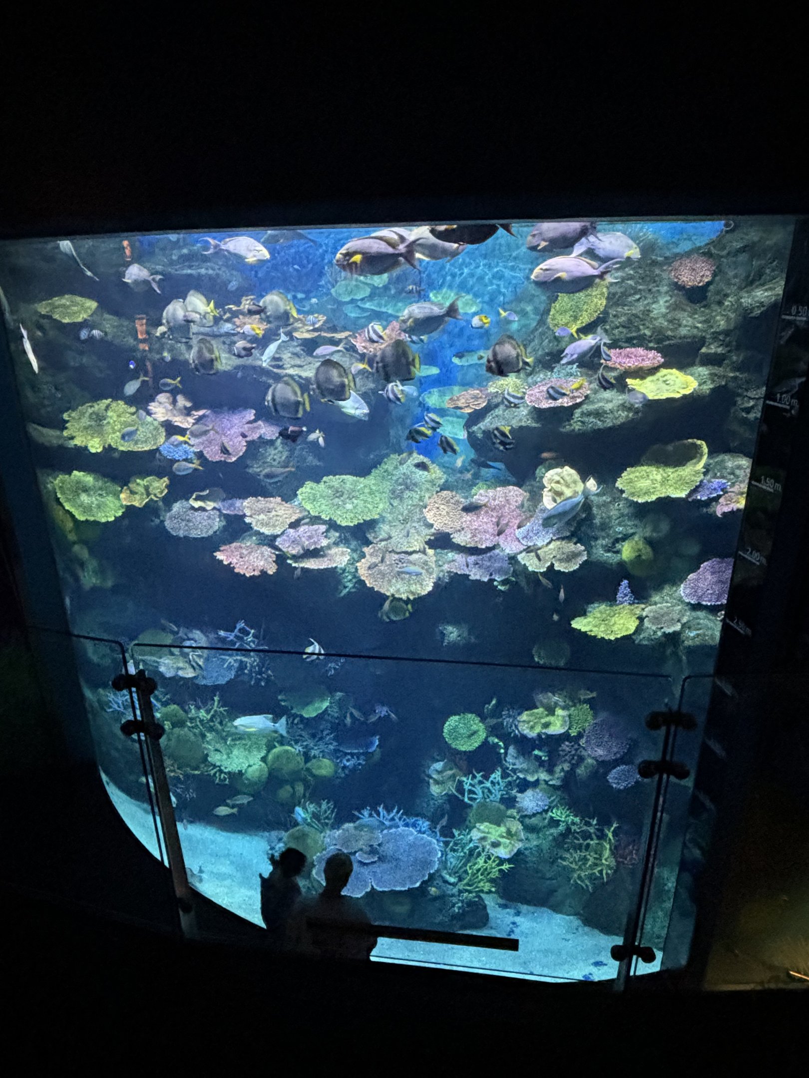 Coral Reef Tank (2 levels)