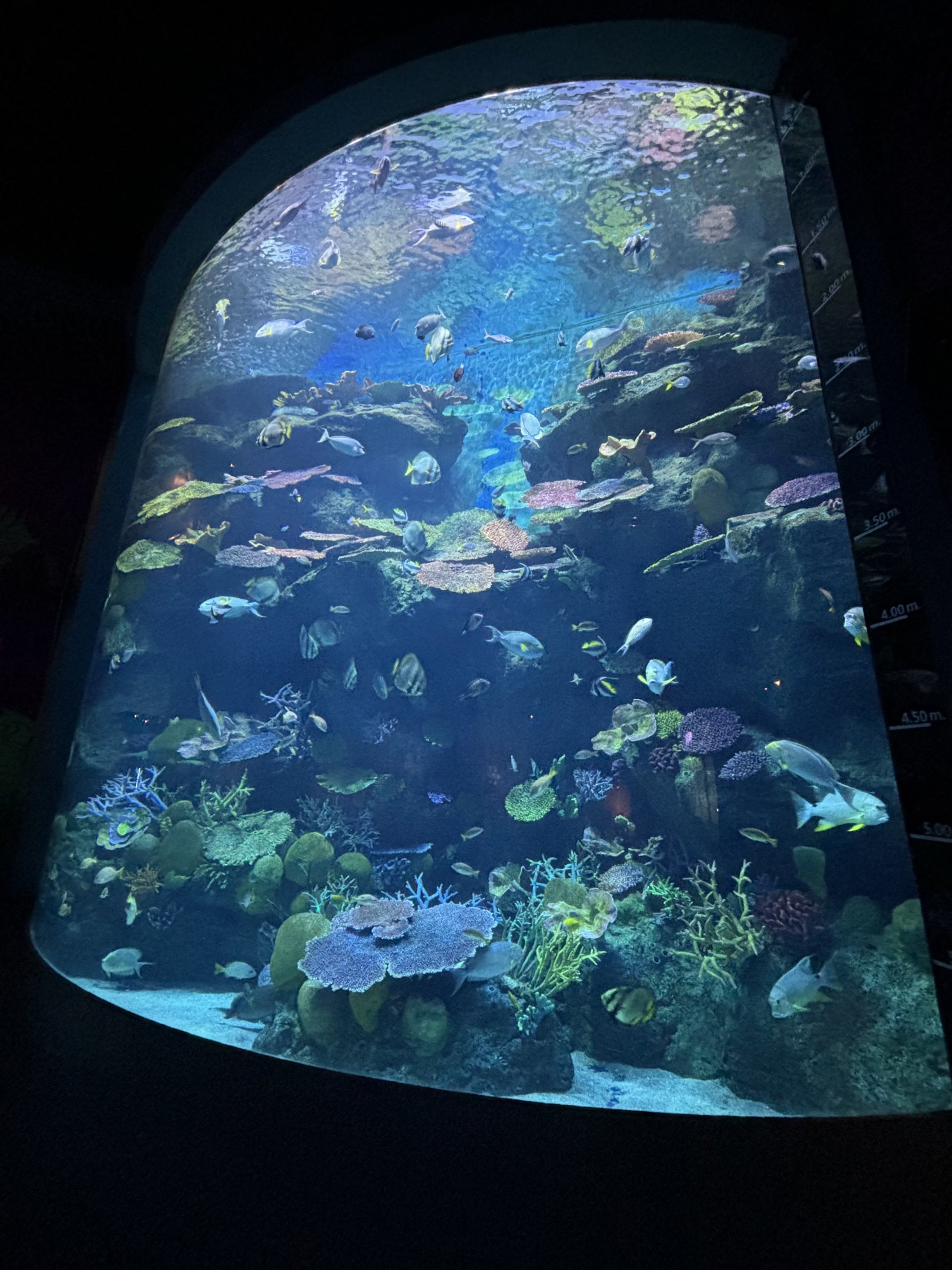 Coral Reef Tank (2 levels)