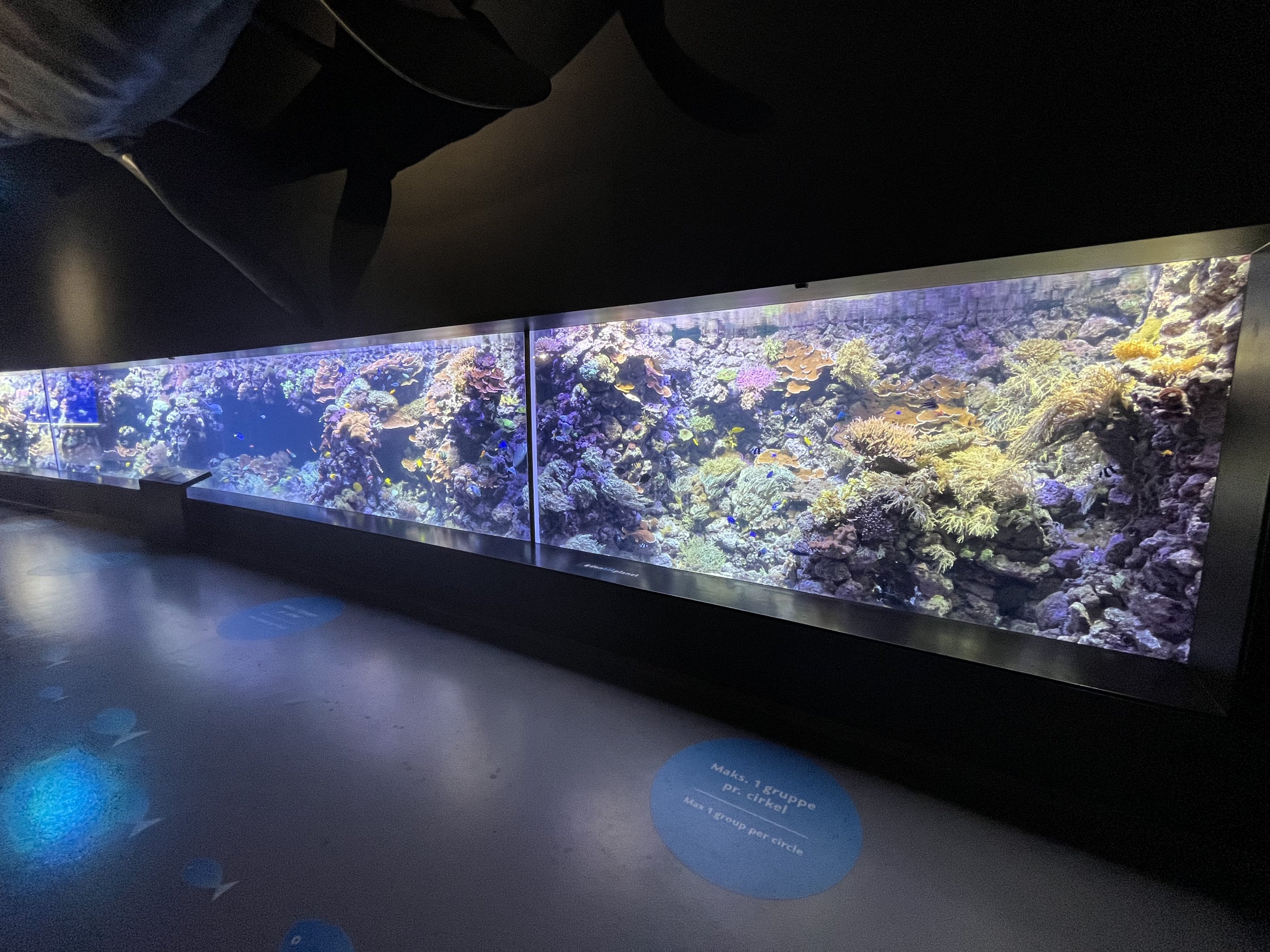 Coral Reef Tank (beautiful)