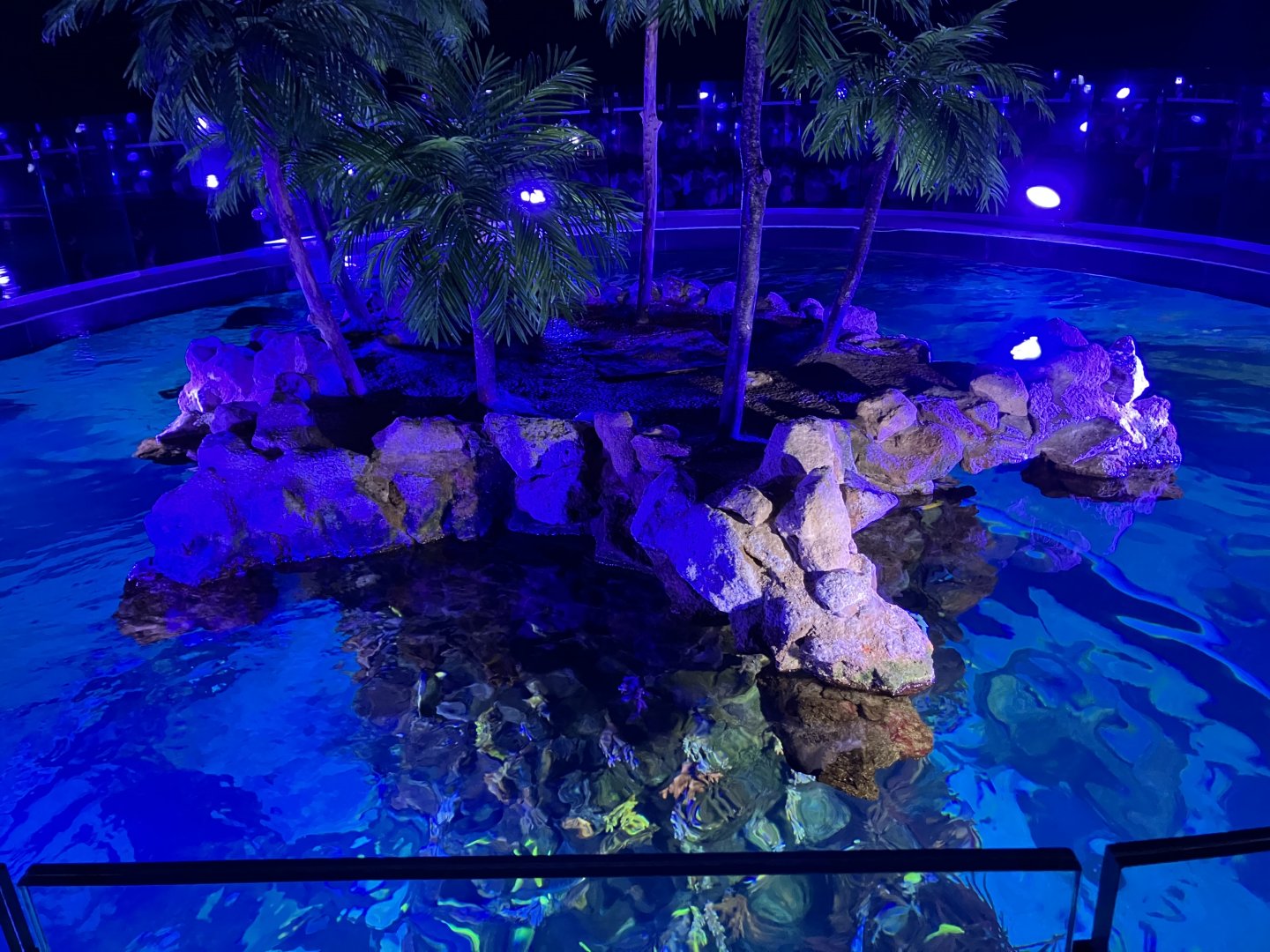 Coral reef tank from above