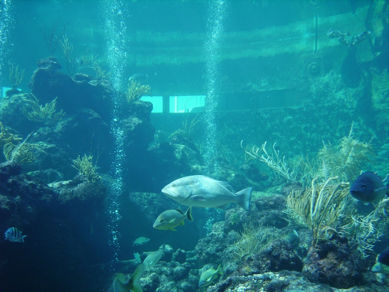 Coral Reef Tank - Miami Seaquarium