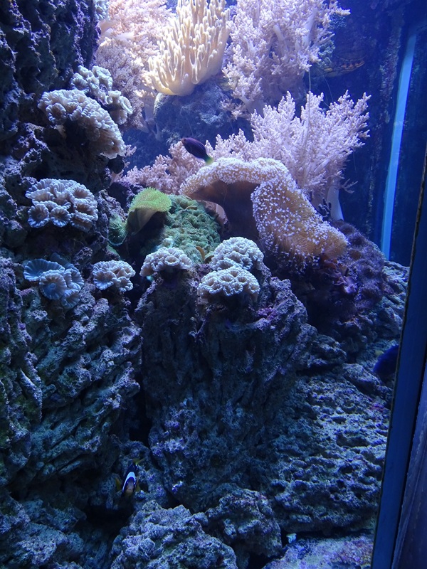 Coral reef tank (species list in description)