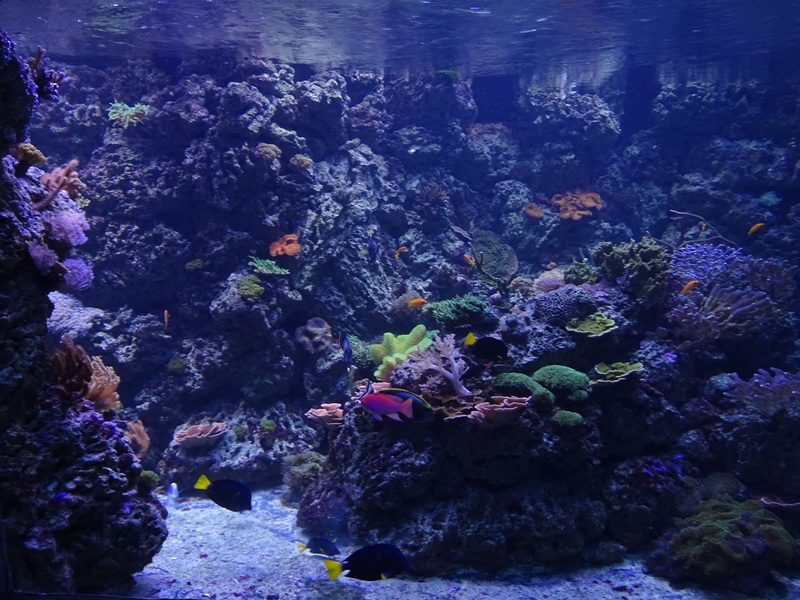Coral reef tank (species list in description)