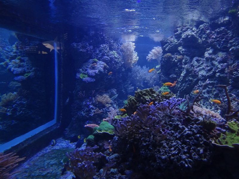 Coral reef tank (species list in description)