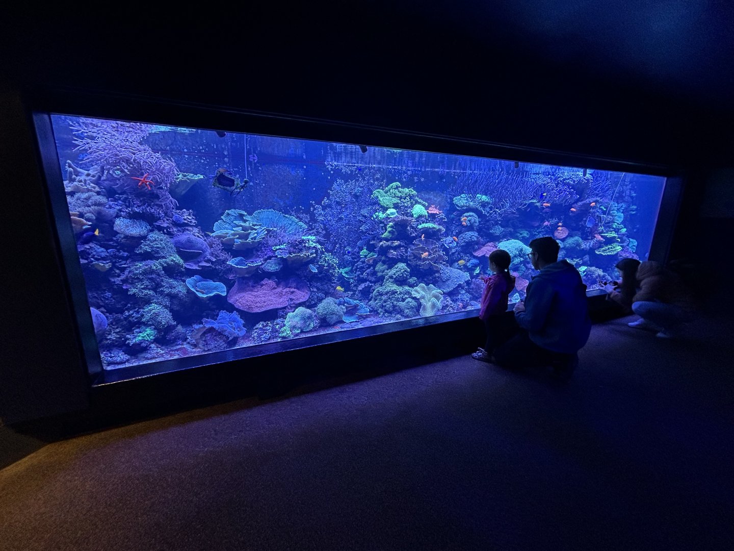 Coral Reef Tank - Tiny Giants