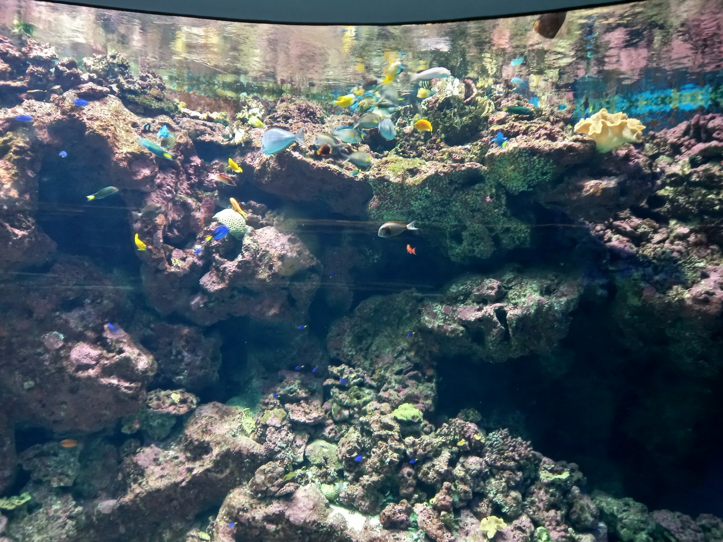 Coral reef tank, Xpark aquarium
