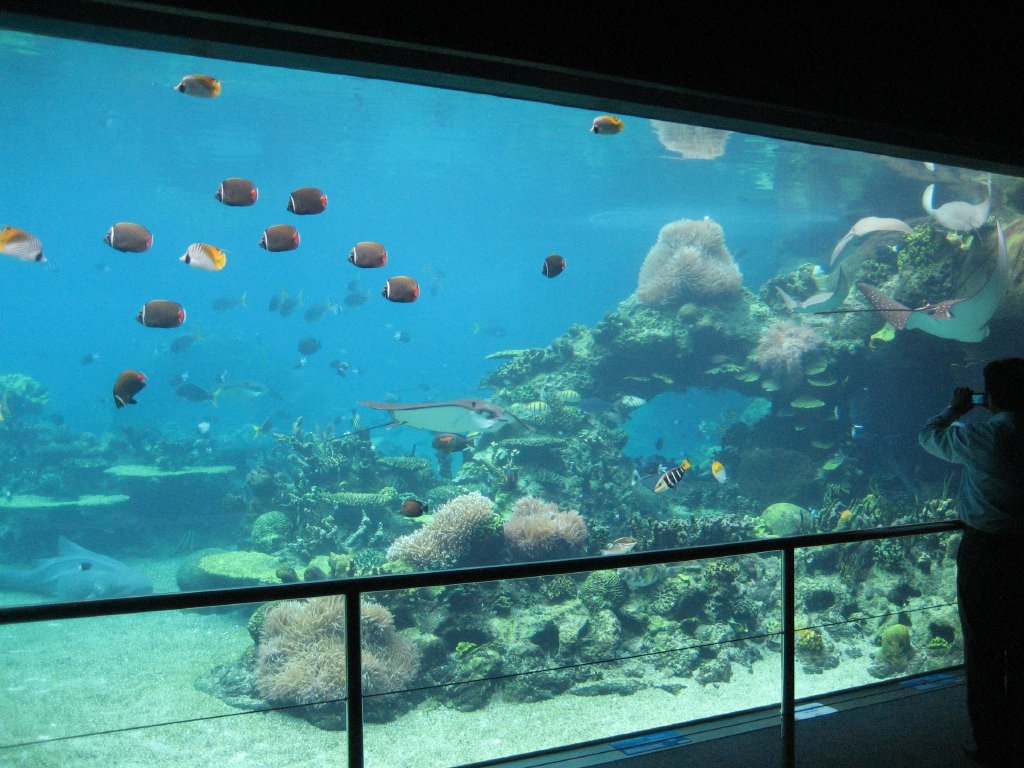 Coral Reef Tank