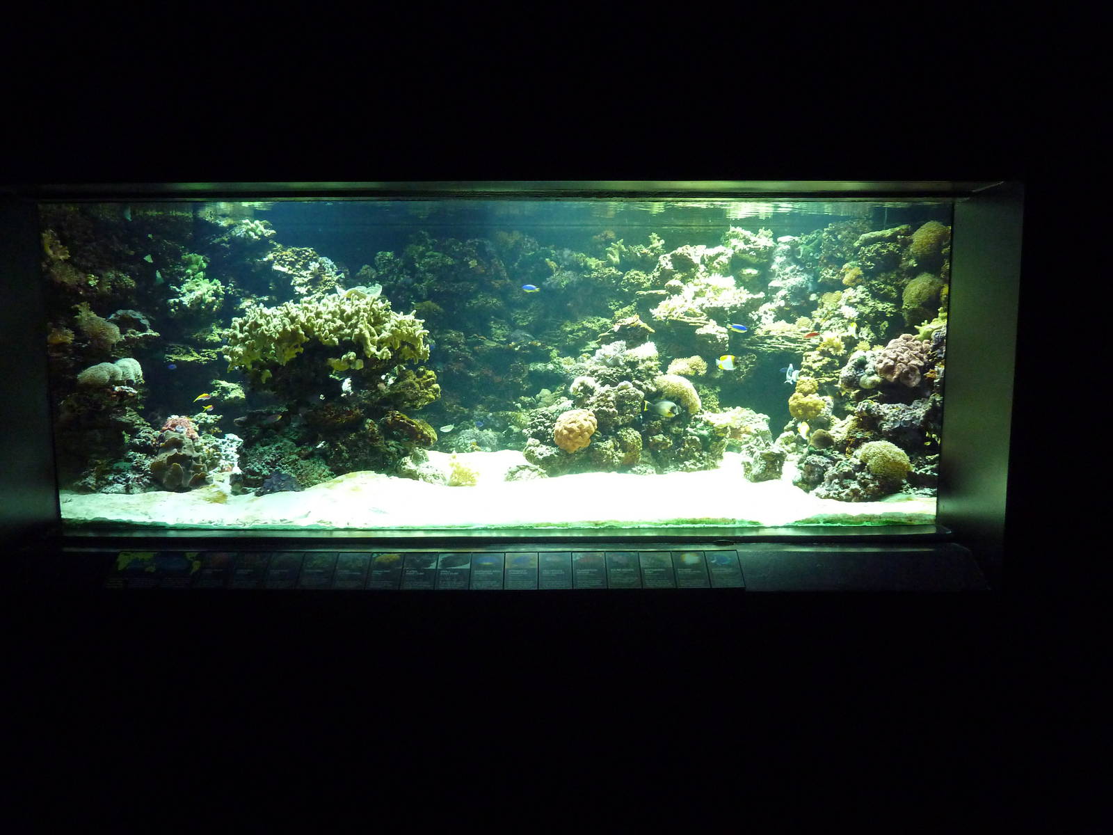 Coral Reef Tank