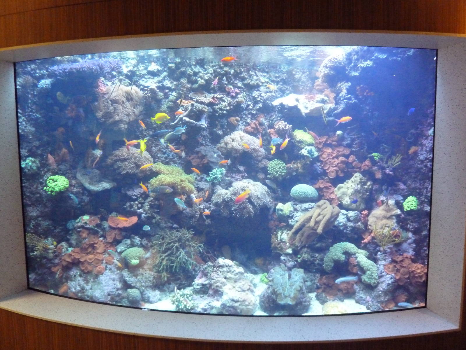 Coral Reef Tank