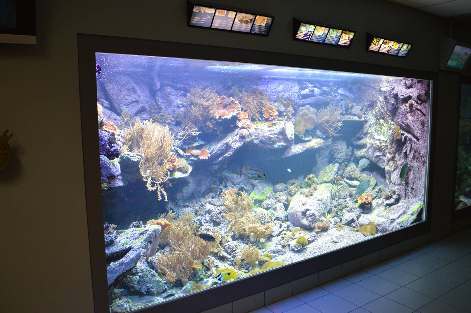 coral reef tank