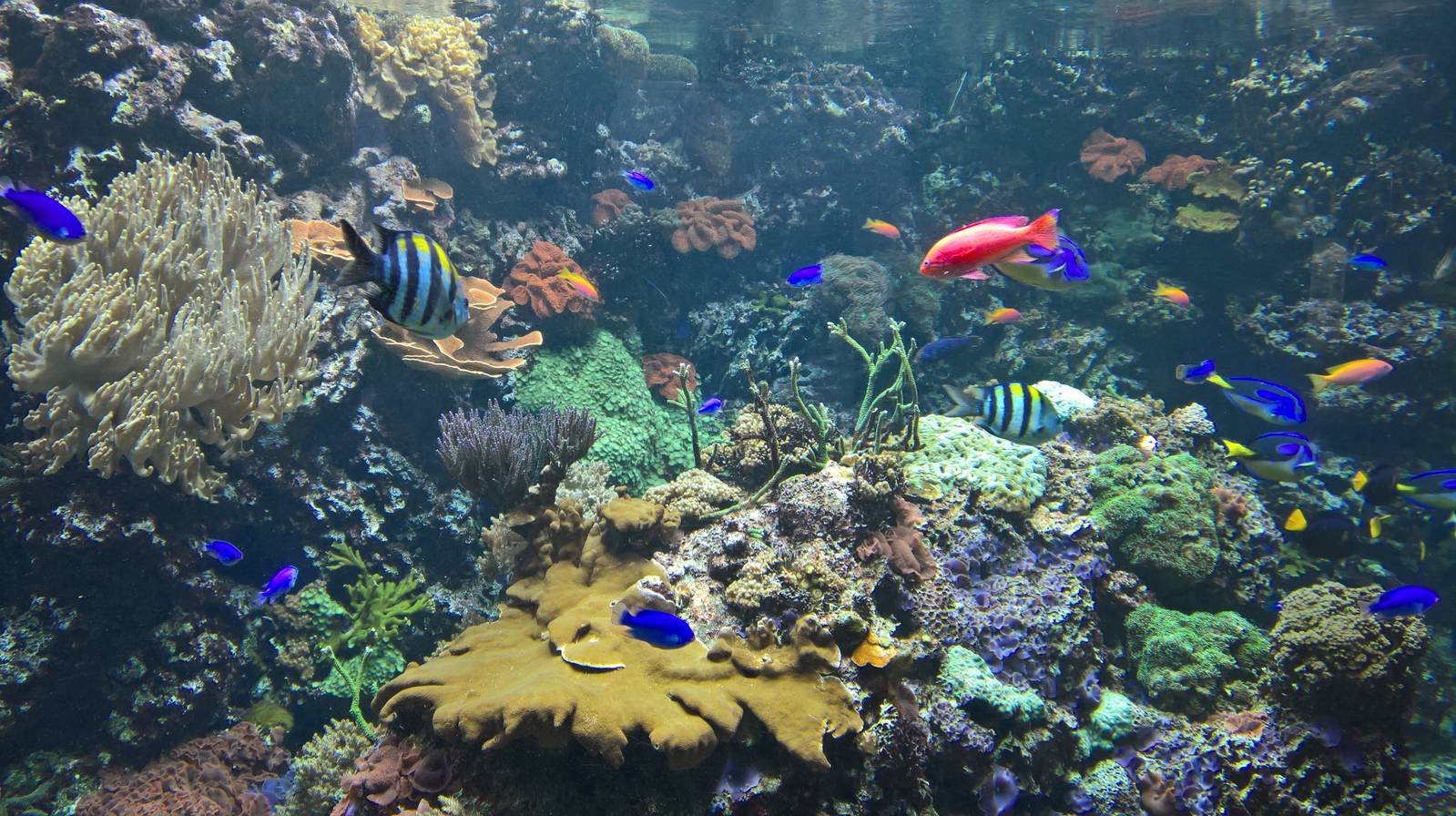 Coral reef tank