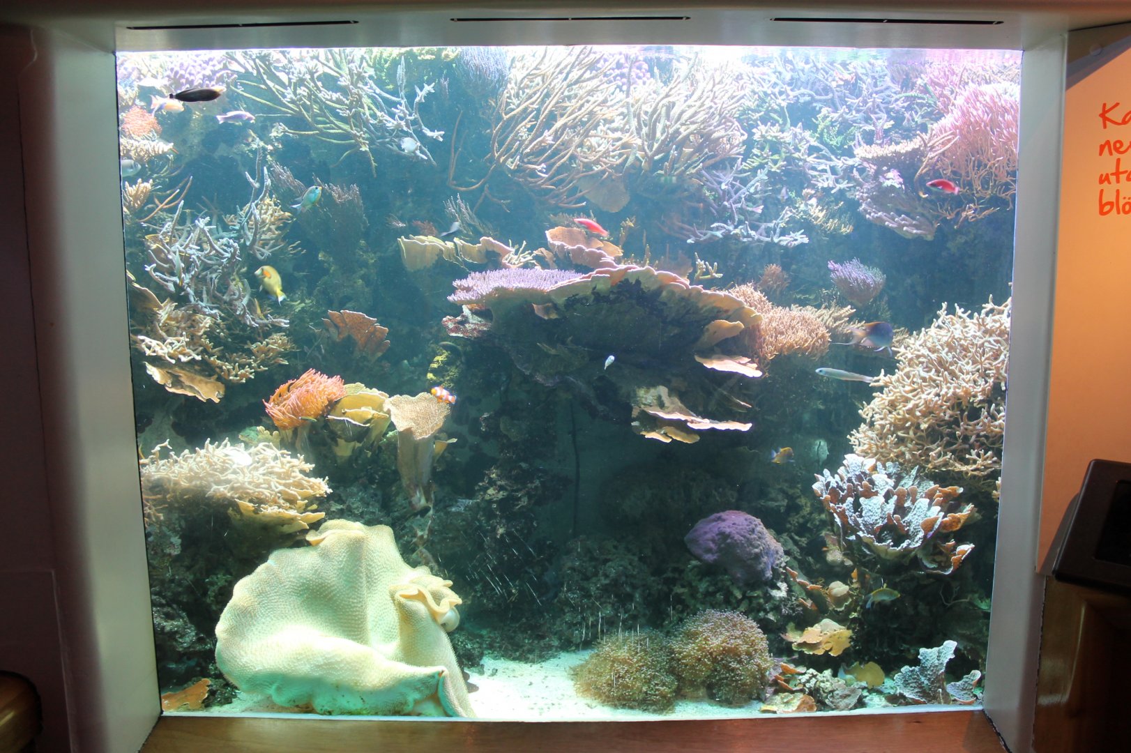 Coral Reef Tank