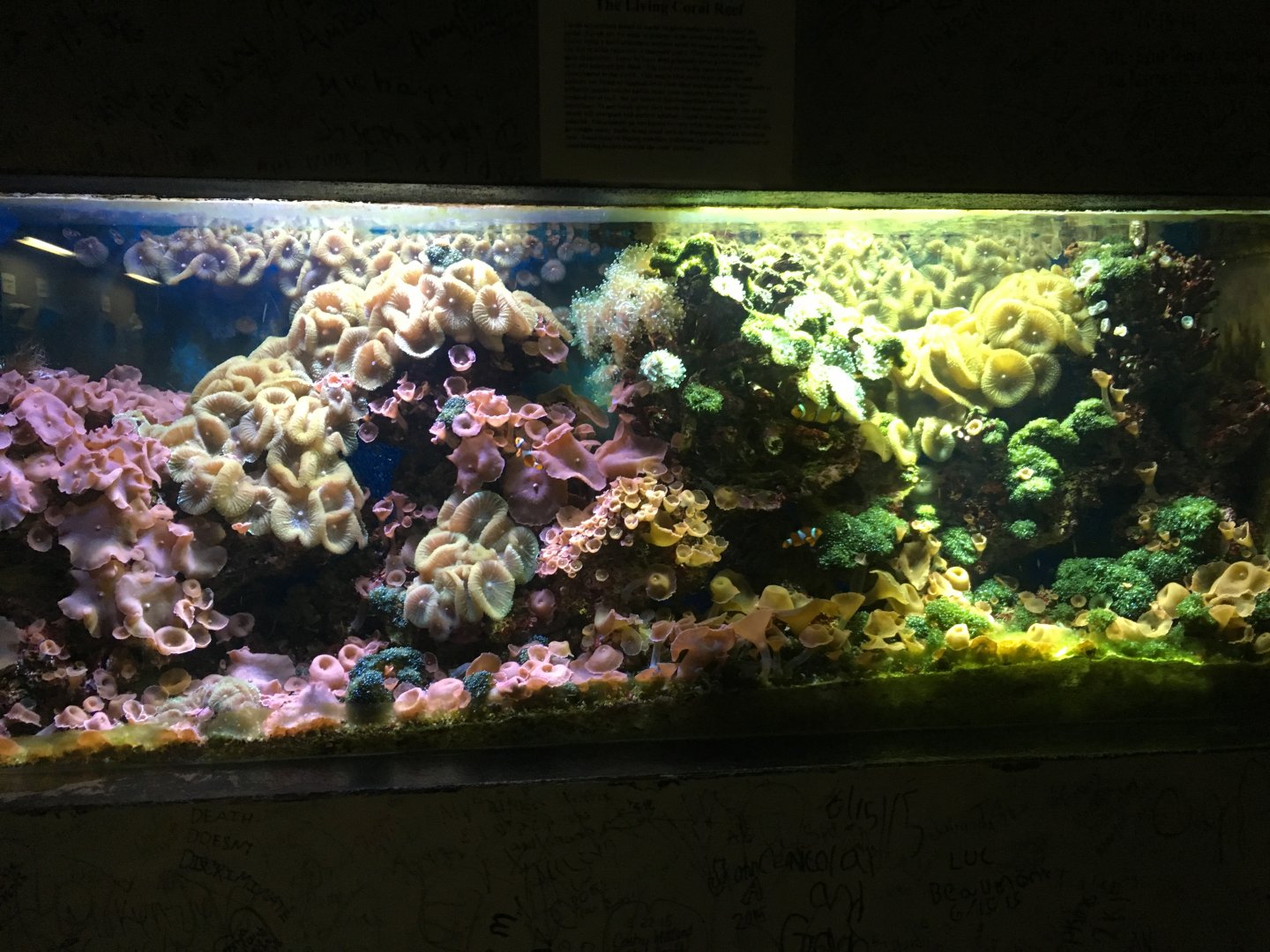Coral Reef Tank