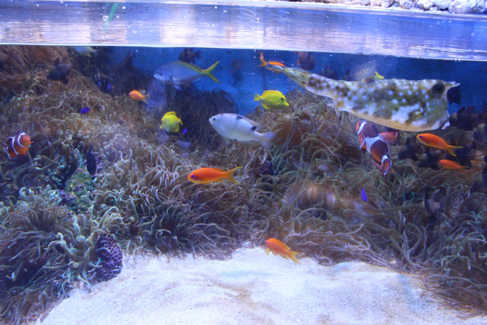 Coral reef tank
