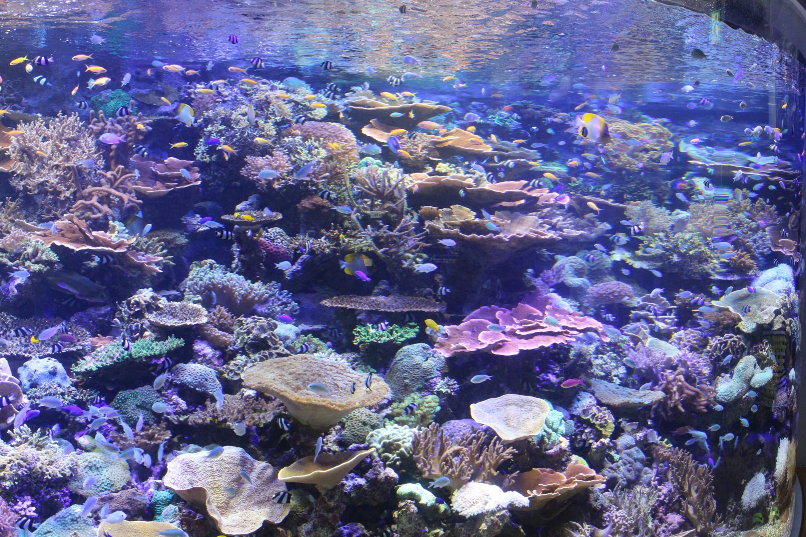 Coral reef tank