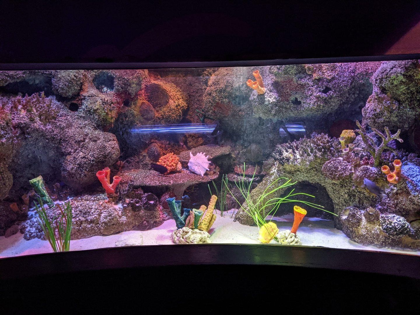 Coral Reef Tank