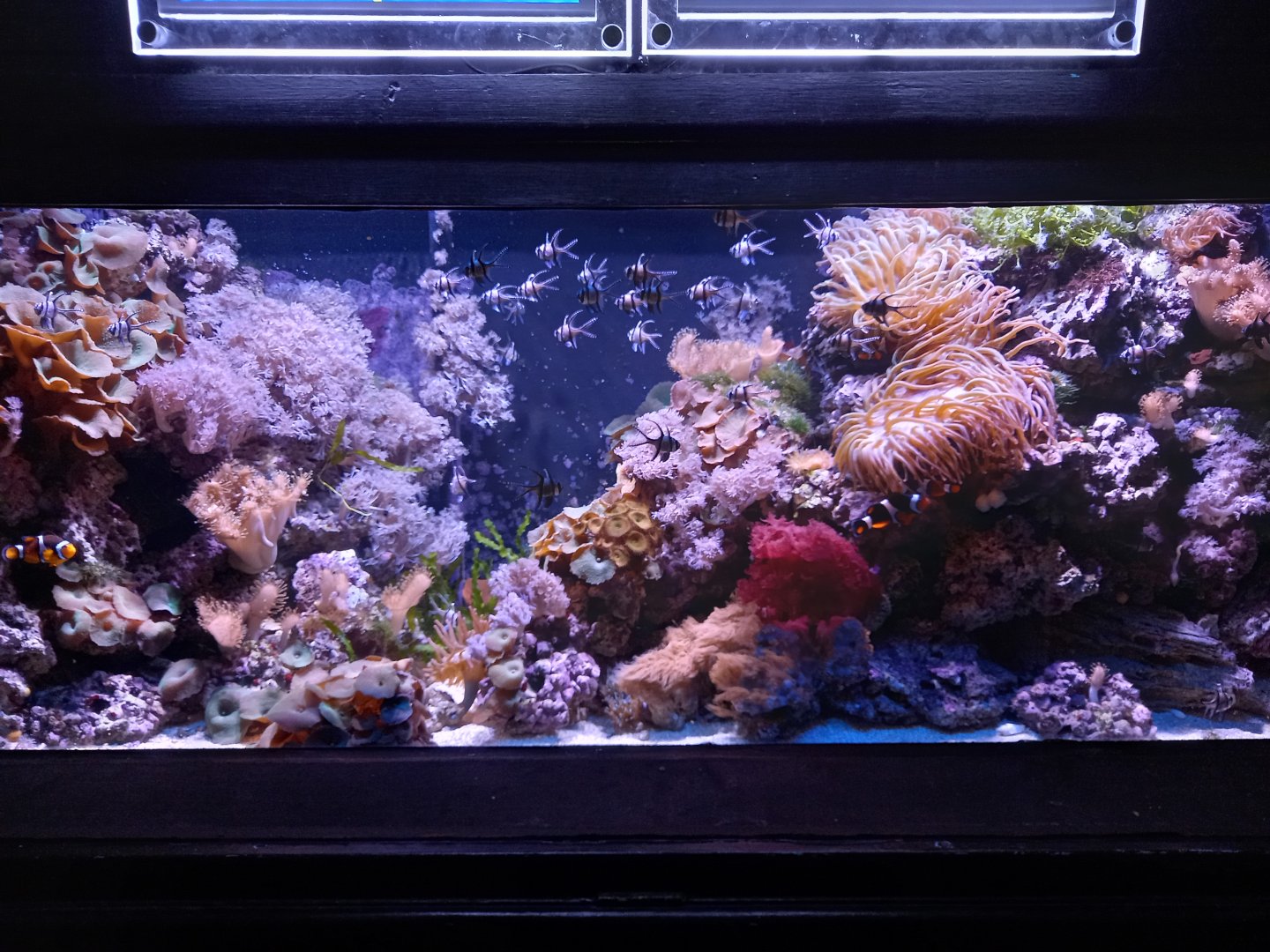 Coral Reef tank
