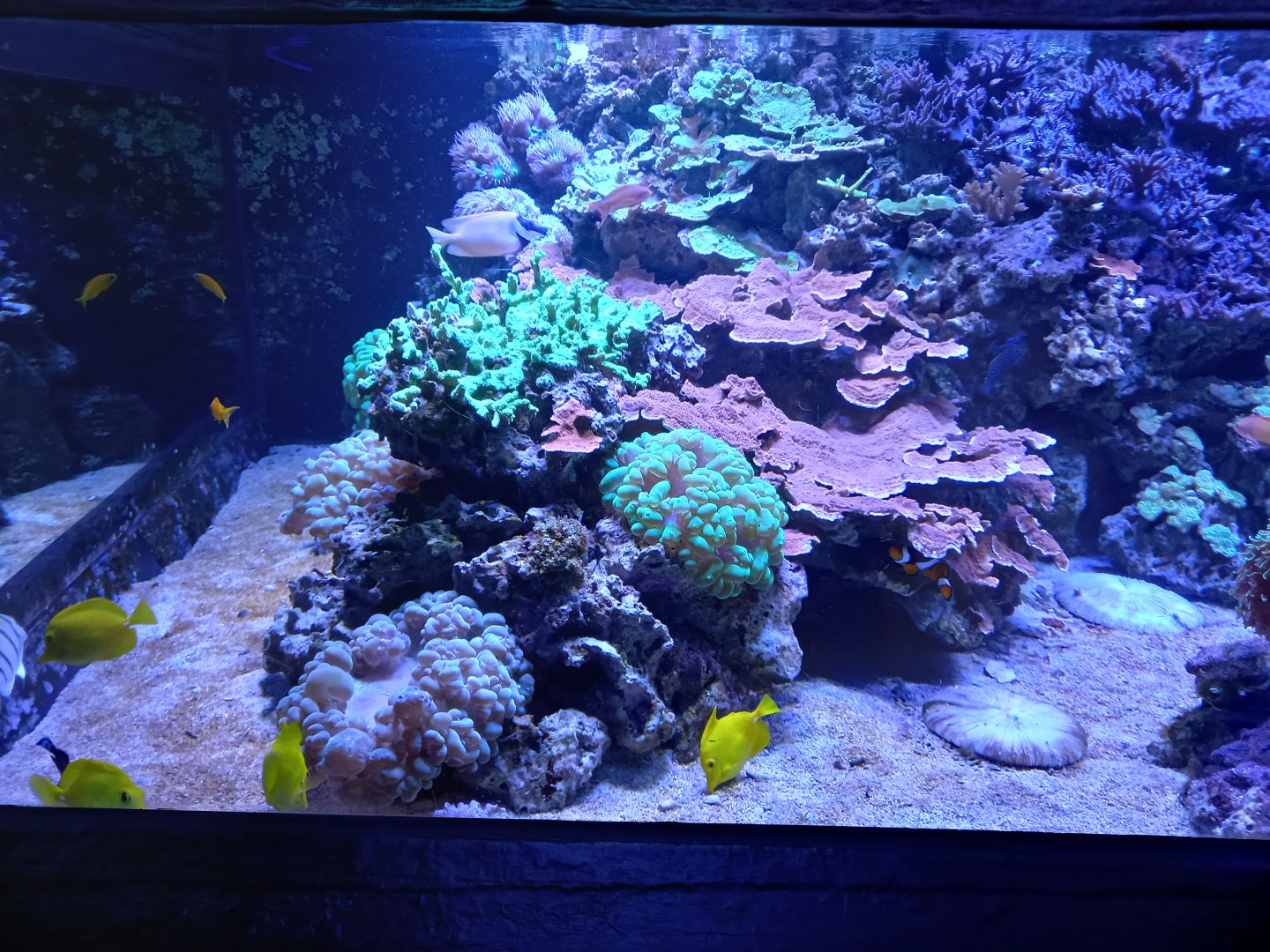 Coral Reef tank