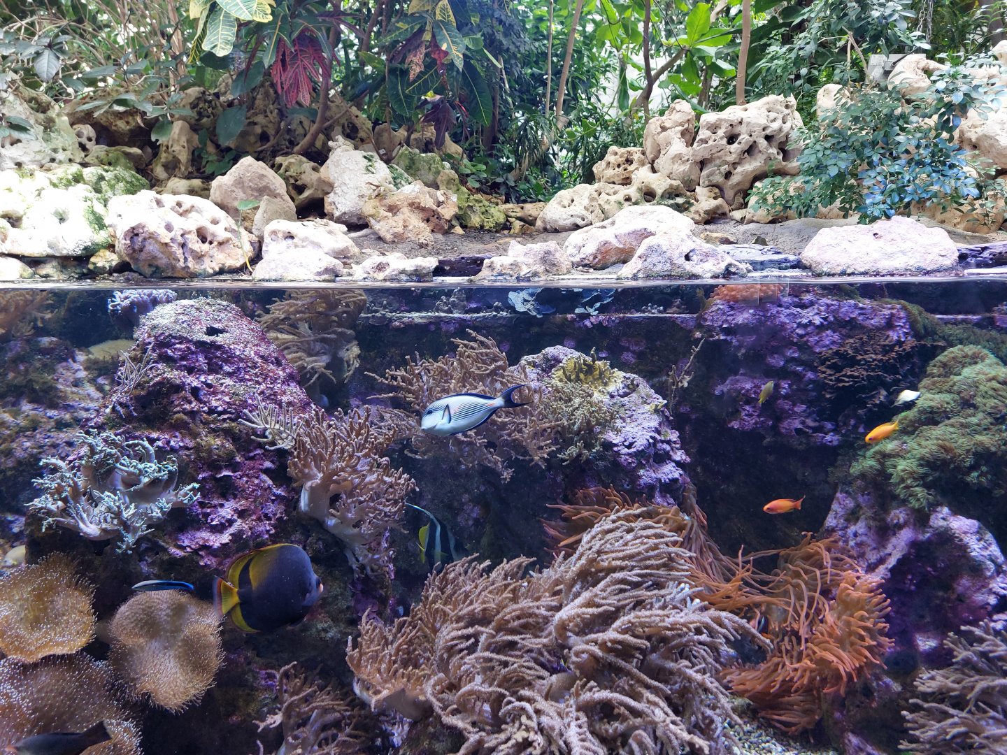 Coral reef tank
