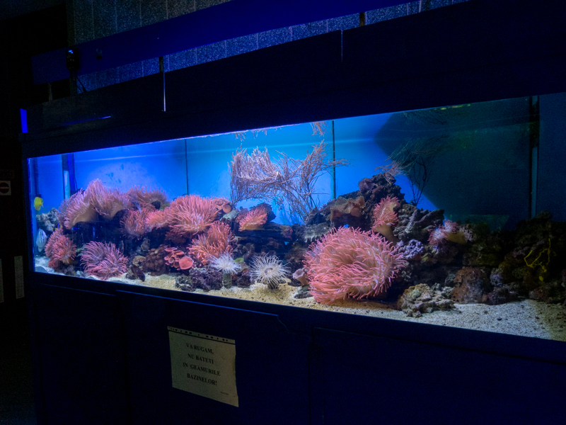 coral reef tank