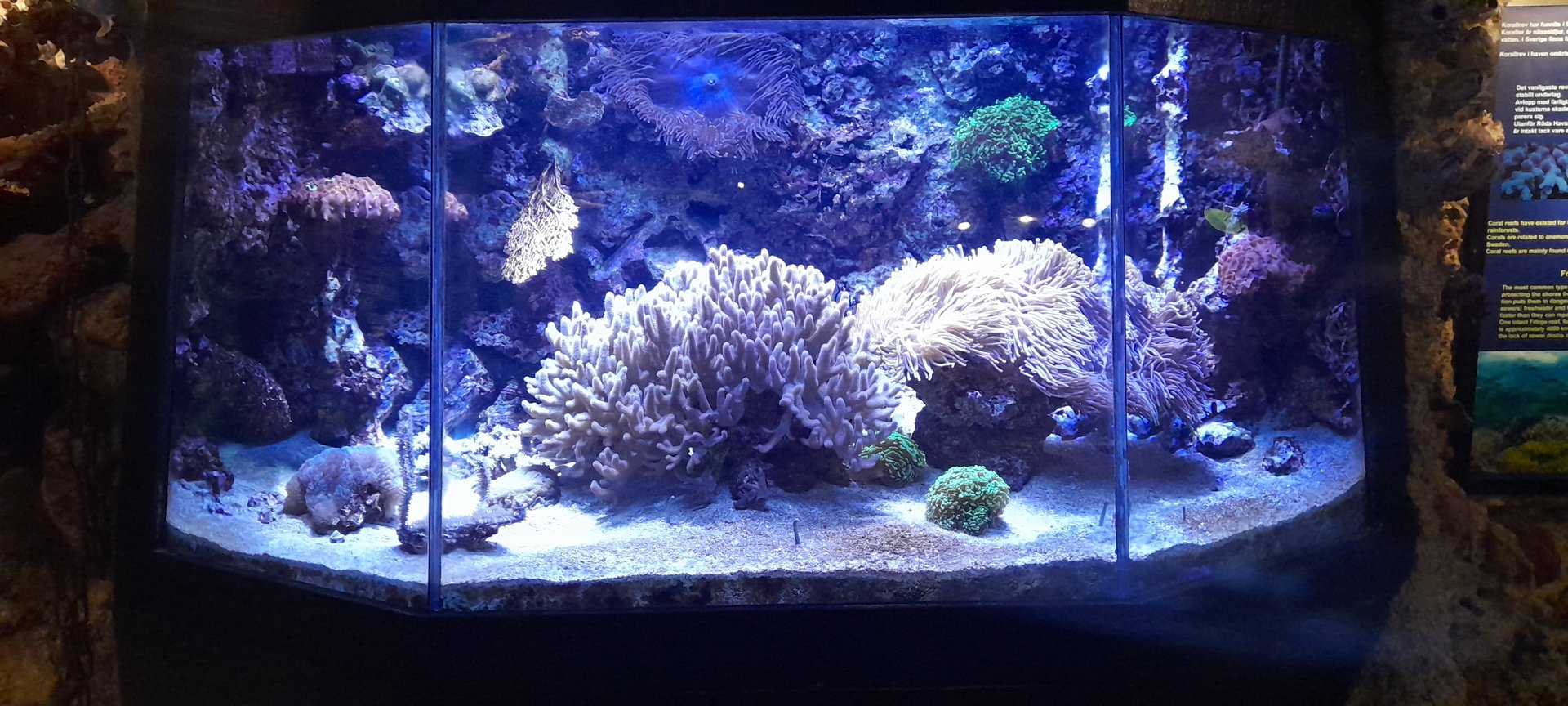 Coral reef tank