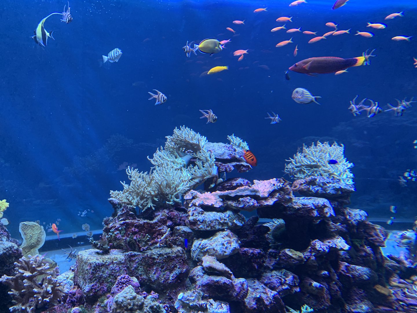 Coral Reef Tank