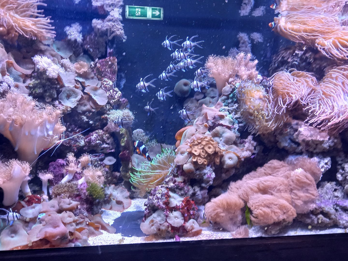 Coral Reef Tank