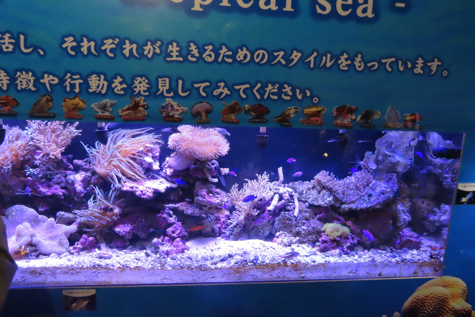 Coral Reef tank