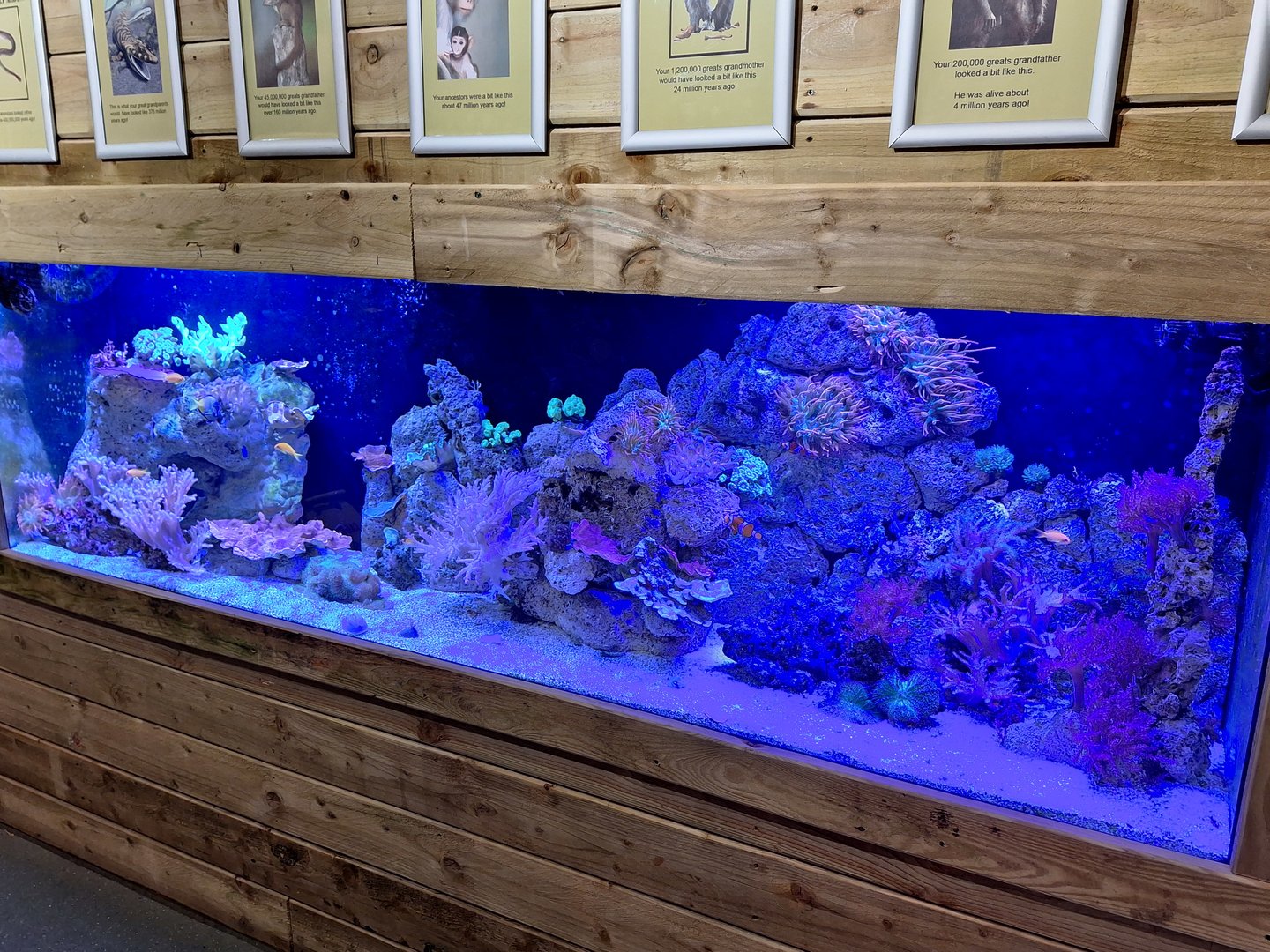 Coral Reef Tank