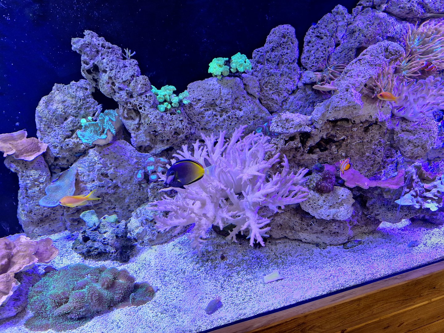 Coral Reef Tank