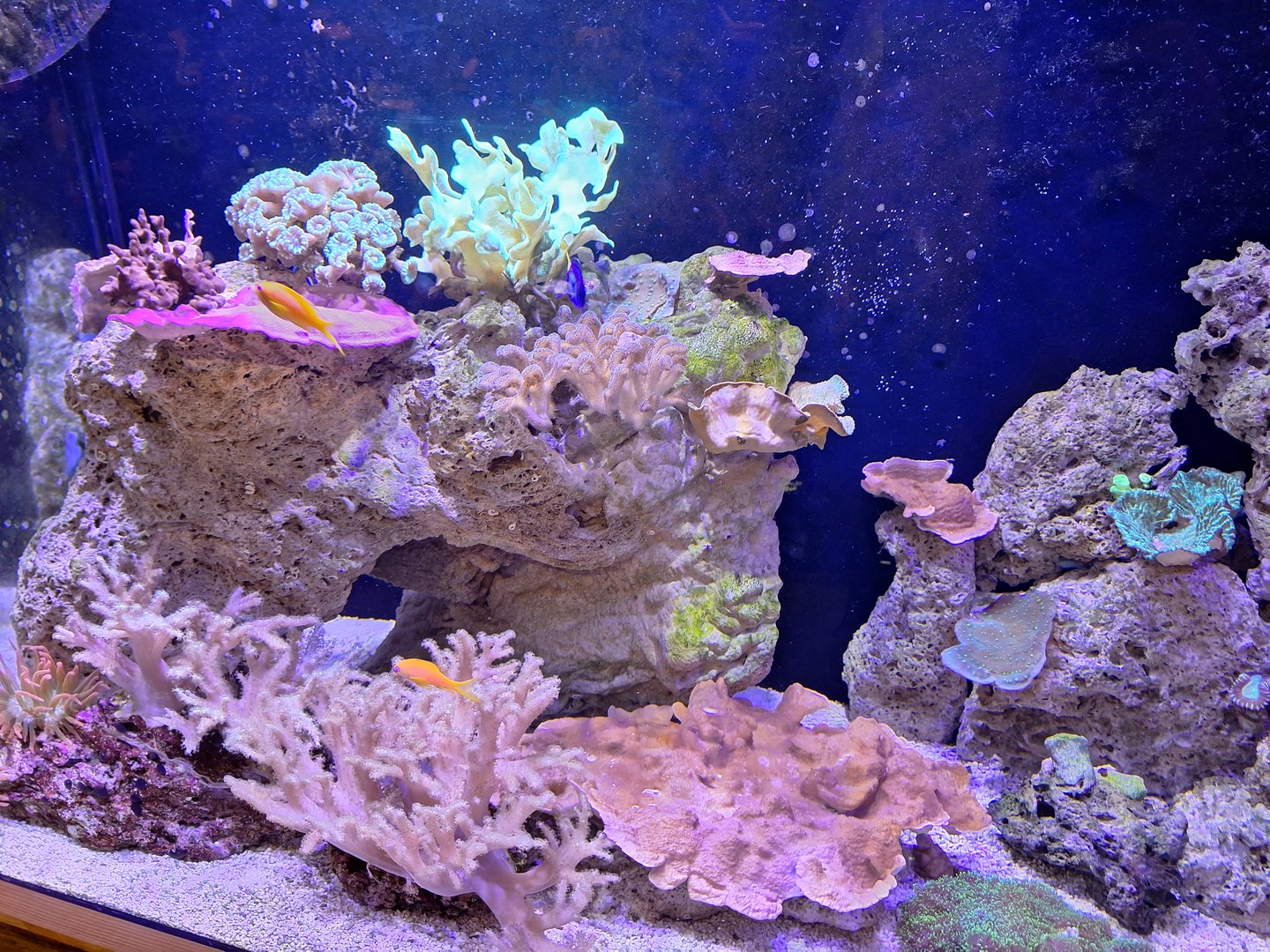 Coral Reef Tank