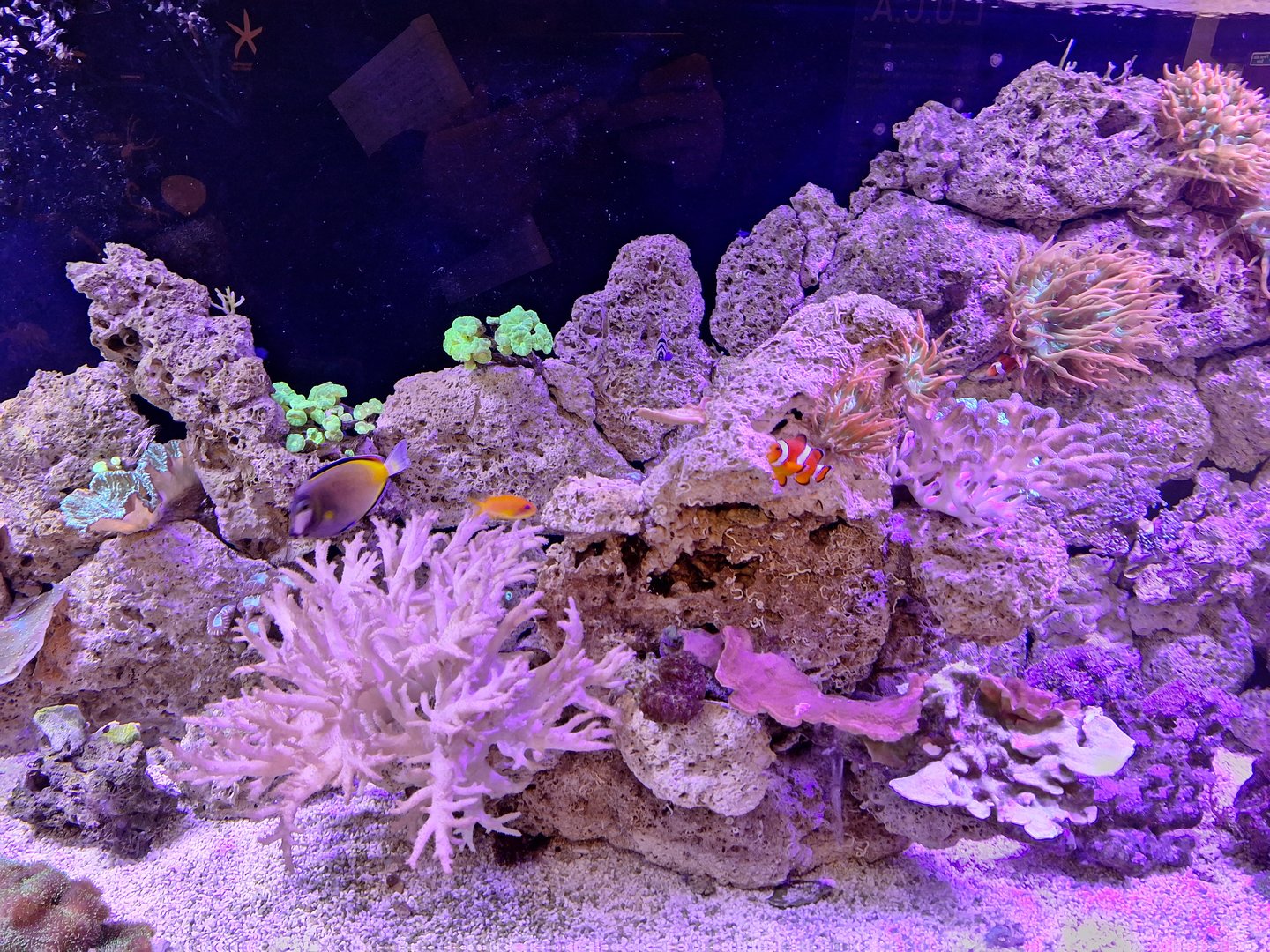 Coral Reef Tank